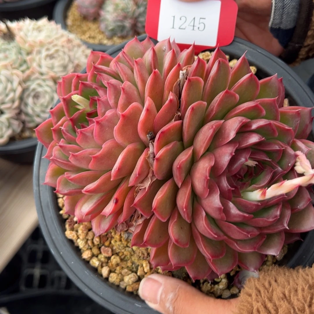 感**心1245肉多么多么duomo