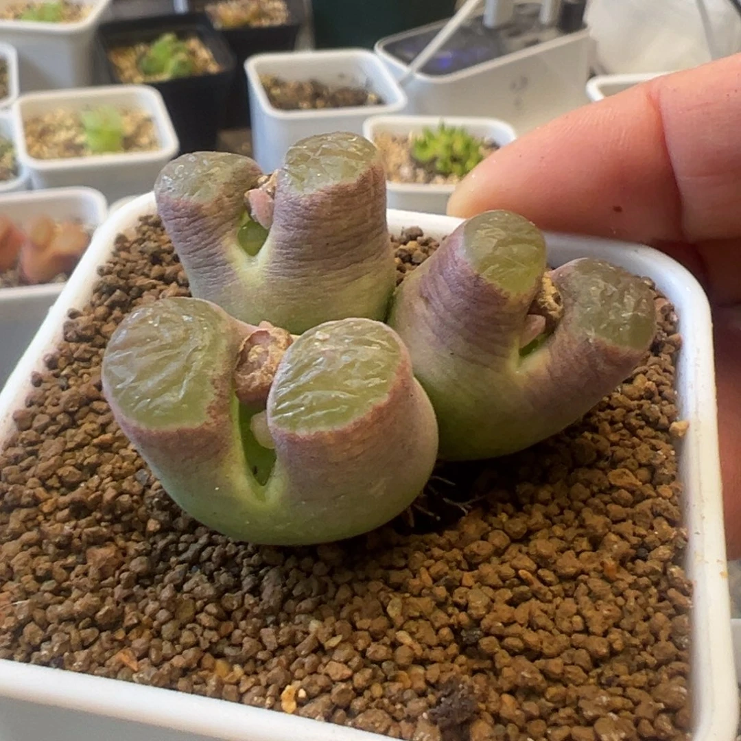 ?**单专拍专拍 肉锥植物