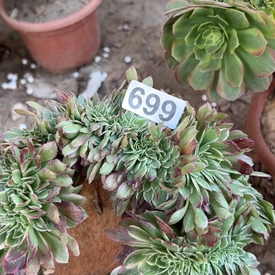 笑****多肉植物一个微瑕海王699