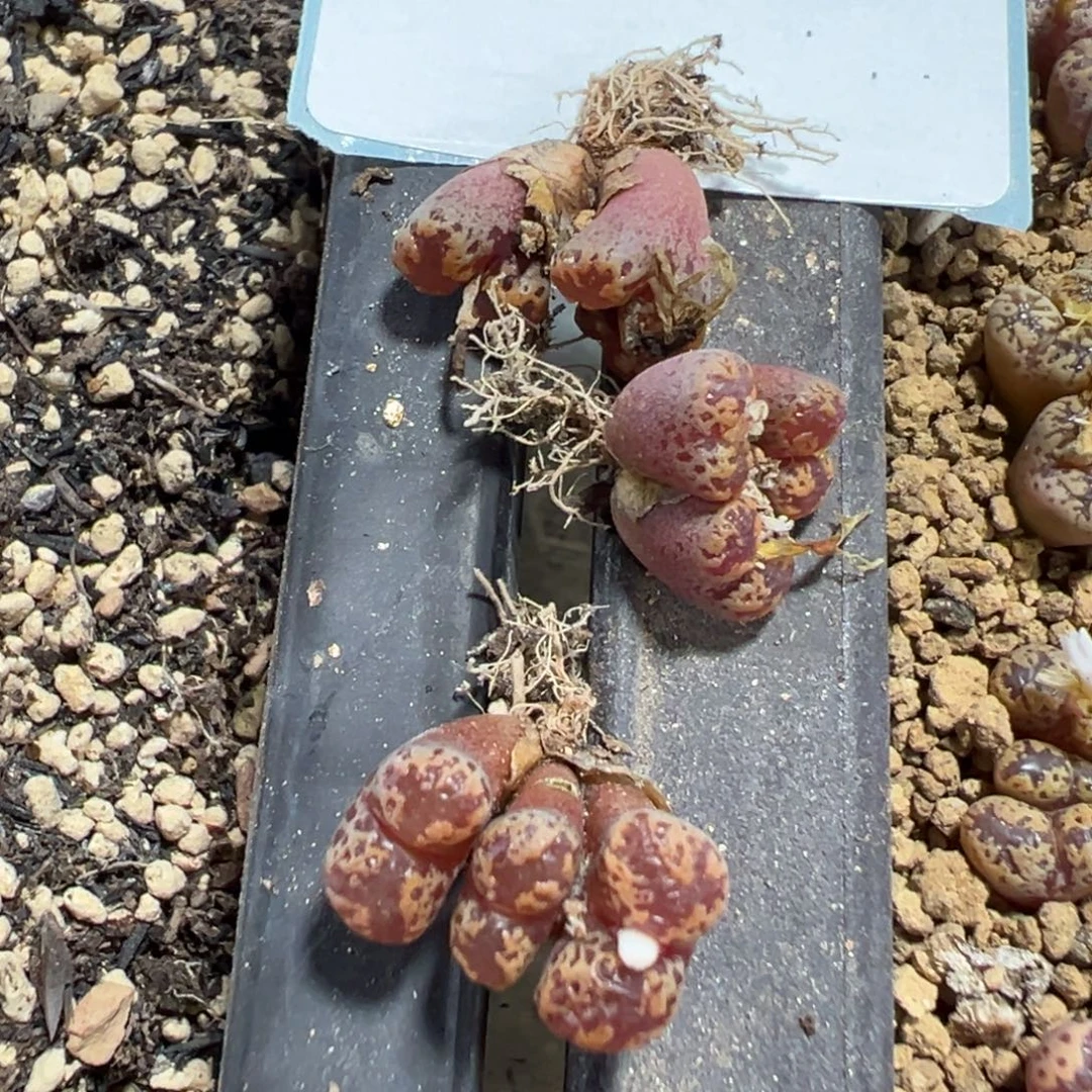 10-62量拍m002勋章一颗