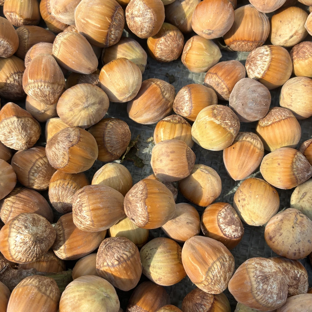 手工炭烤铁板烤2025新鲜榛子