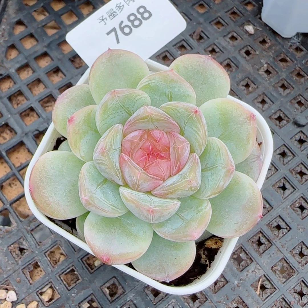 红蔷薇，7688多肉植物