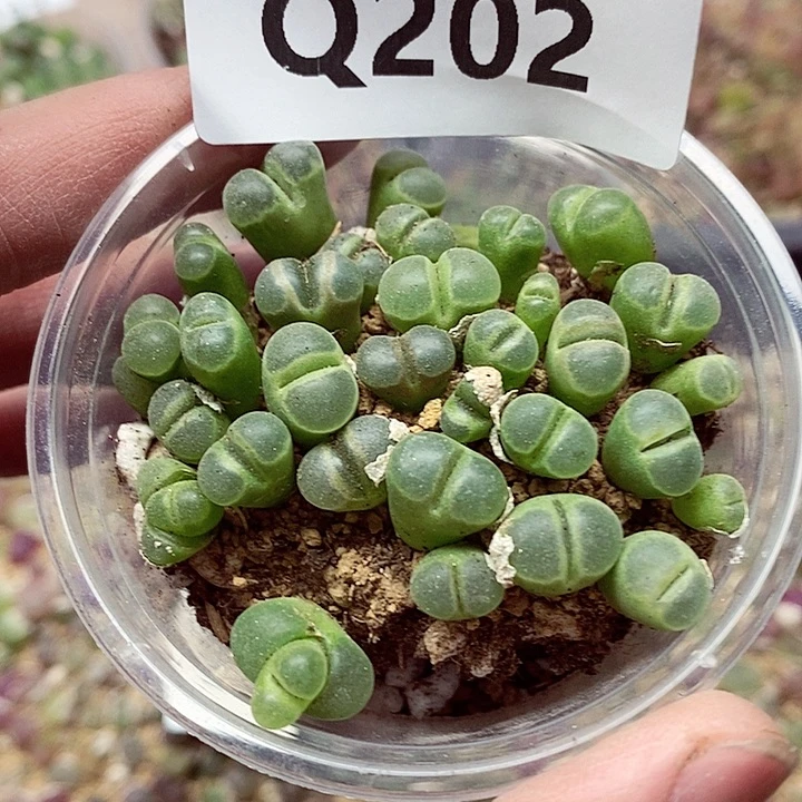 ^**^202呃呃呃呃呃呃呃呃呃