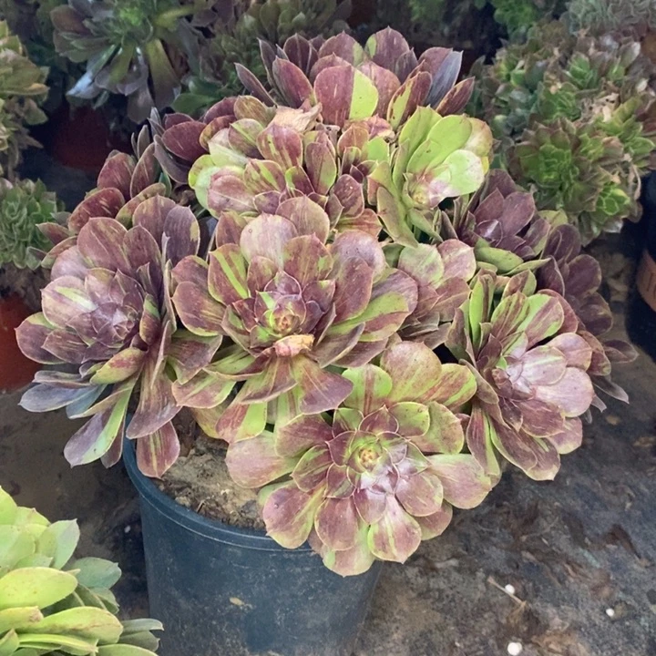 花月夜多肉植物43