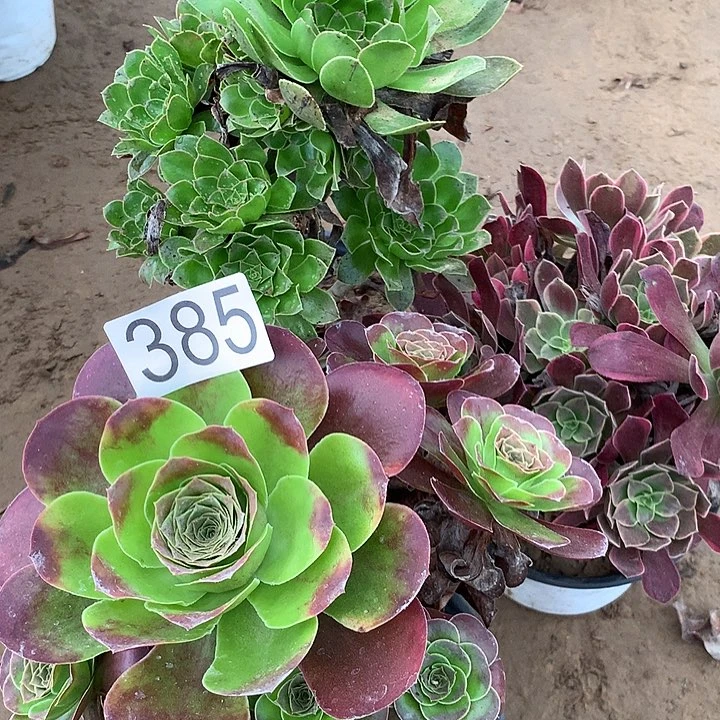 无花朵385三颗多肉植物组合