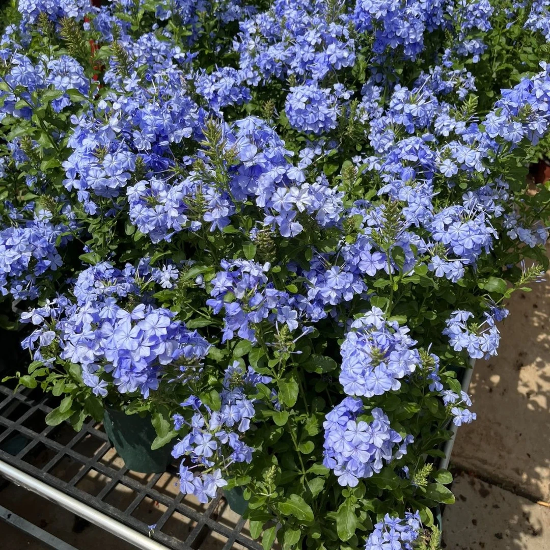 蓝雪花花苗盆栽花卉绿植耐寒耐热室内外好养活易养爆盆