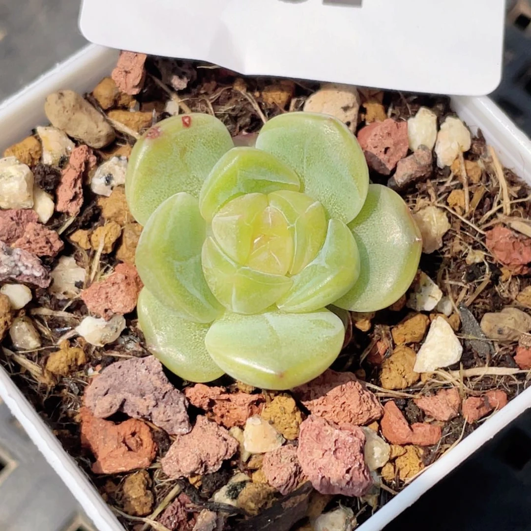 532号糖心冰心珍妮