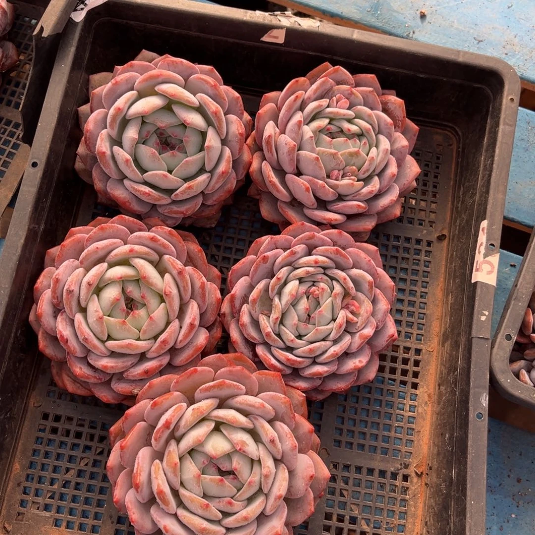 303号新疆西藏内蒙古不包邮