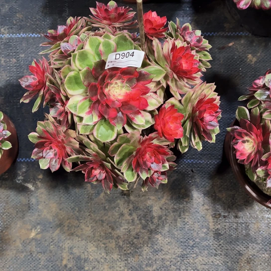 完全开放多肉植物904黑魔锦