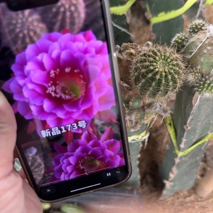 275彩草173歪无根侧牙4公分左右