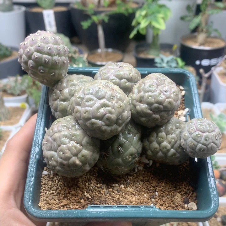 习志野群生自根9头脱土