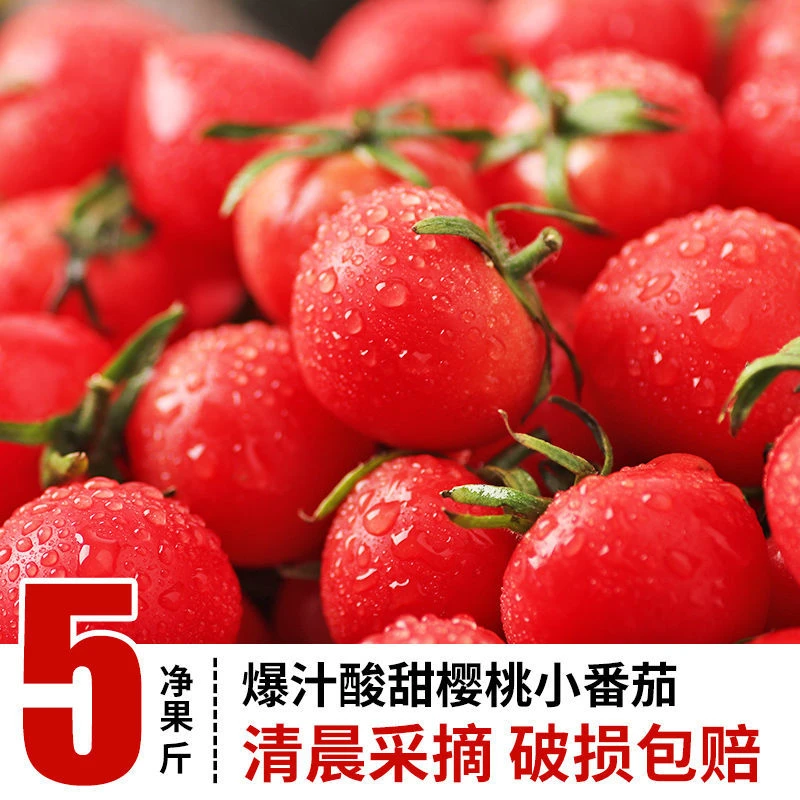 5斤现摘现发正宗小番茄圣女果爆汁酸甜爽口新鲜水果生吃番茄蔬菜