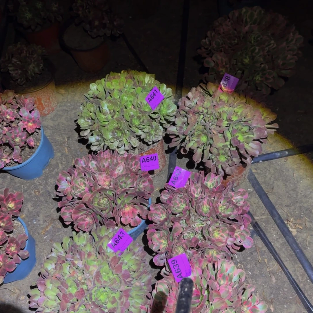 组合641.640规格7组法师多肉不包损