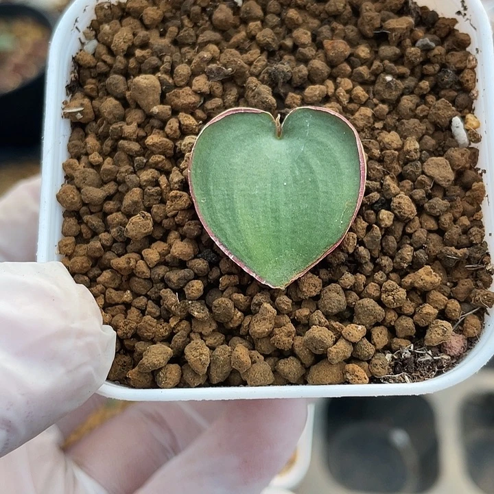 8888红边爱心雾冰玉