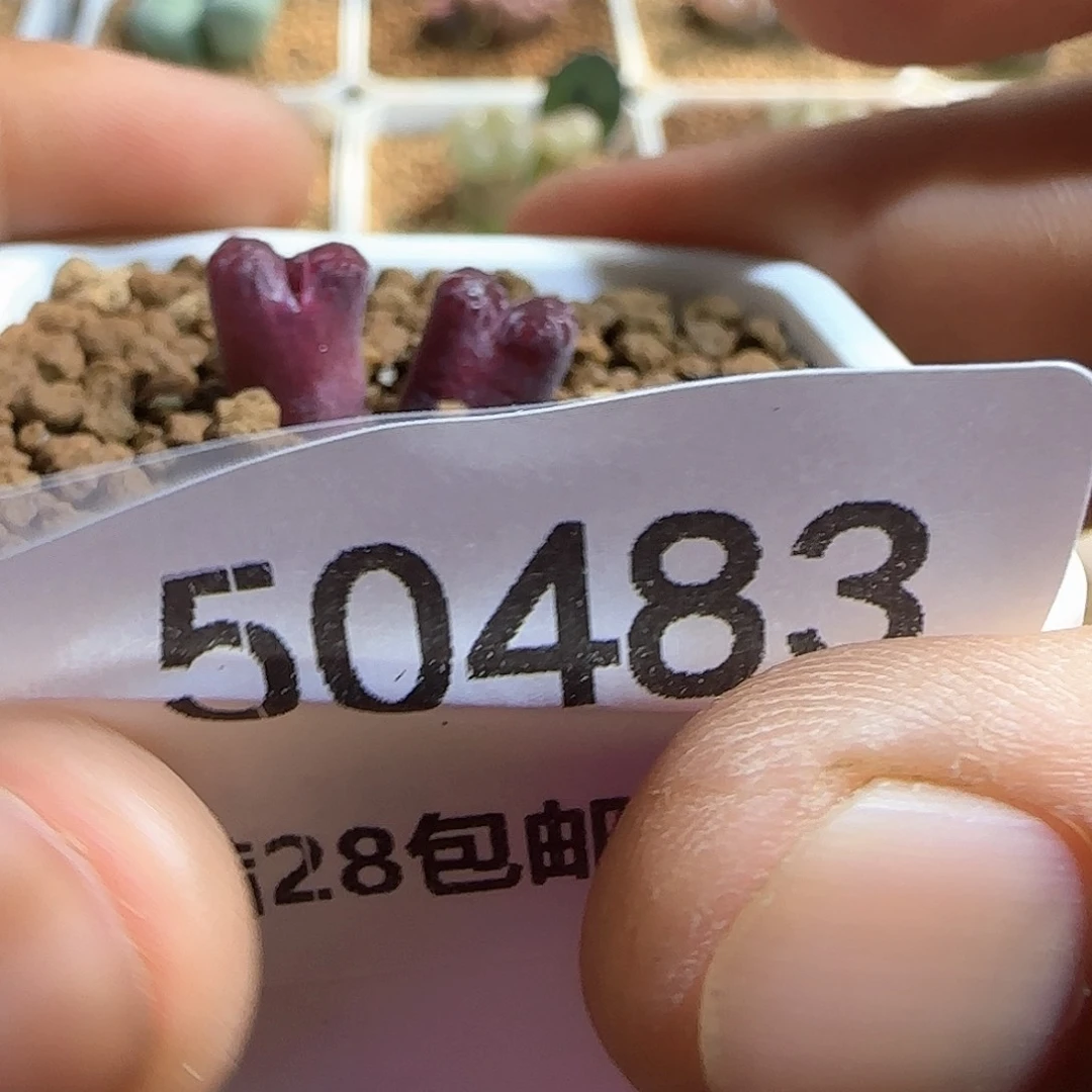 大***）哈哈哈哈哈哈哈50483