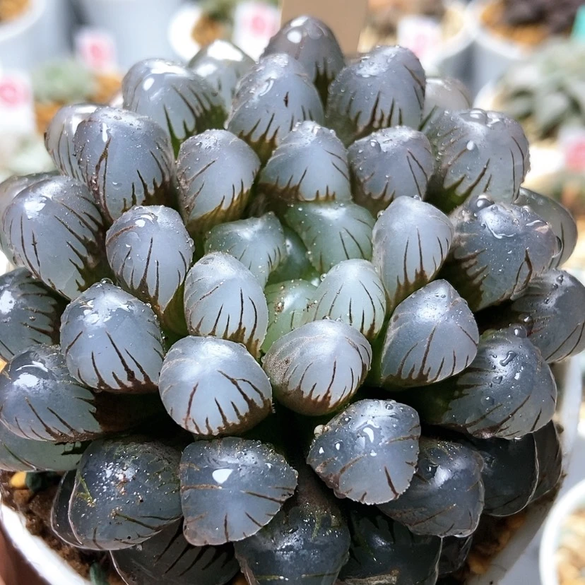 【闪购商品】乔****杀冰灯107