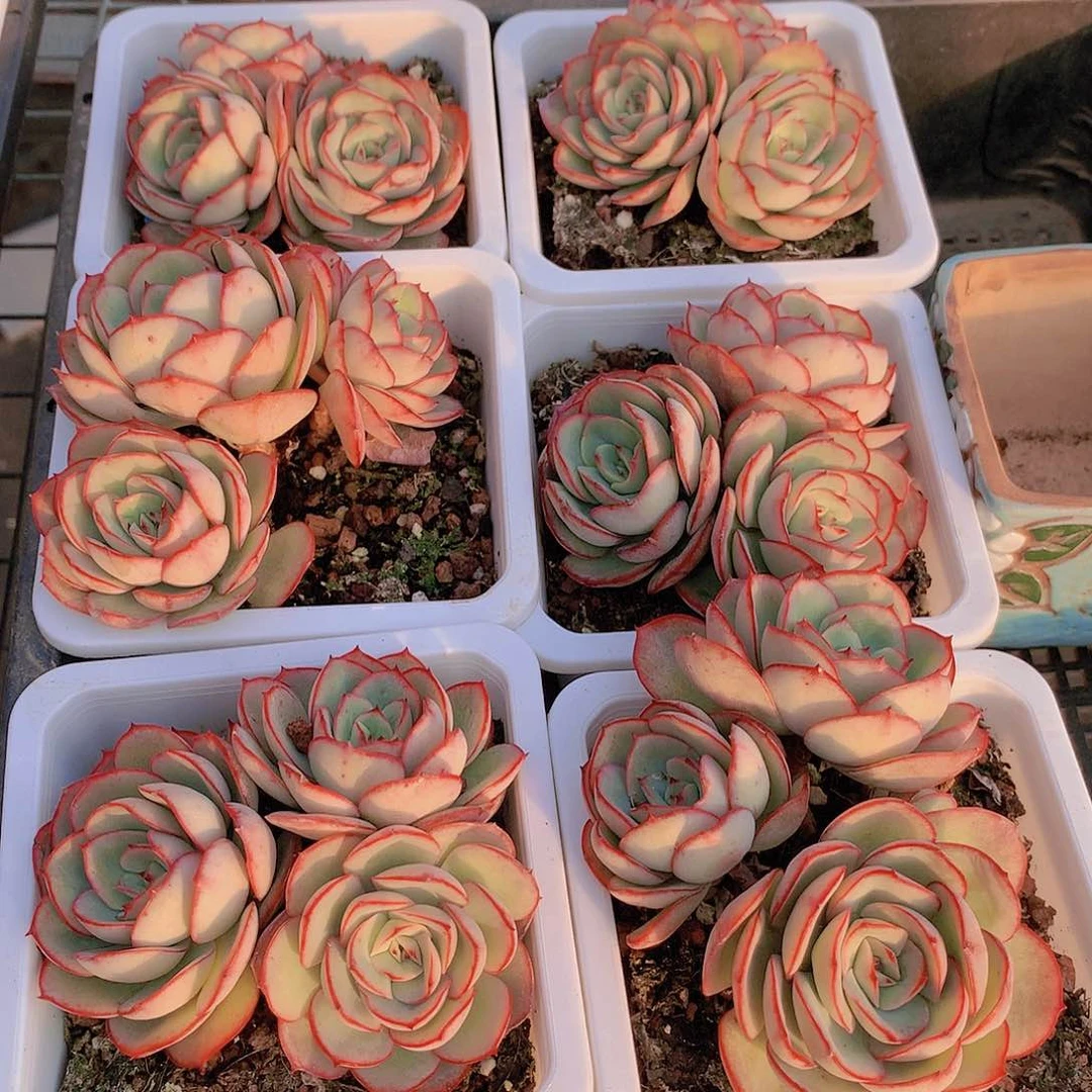 三头牡丹亭2345677889990