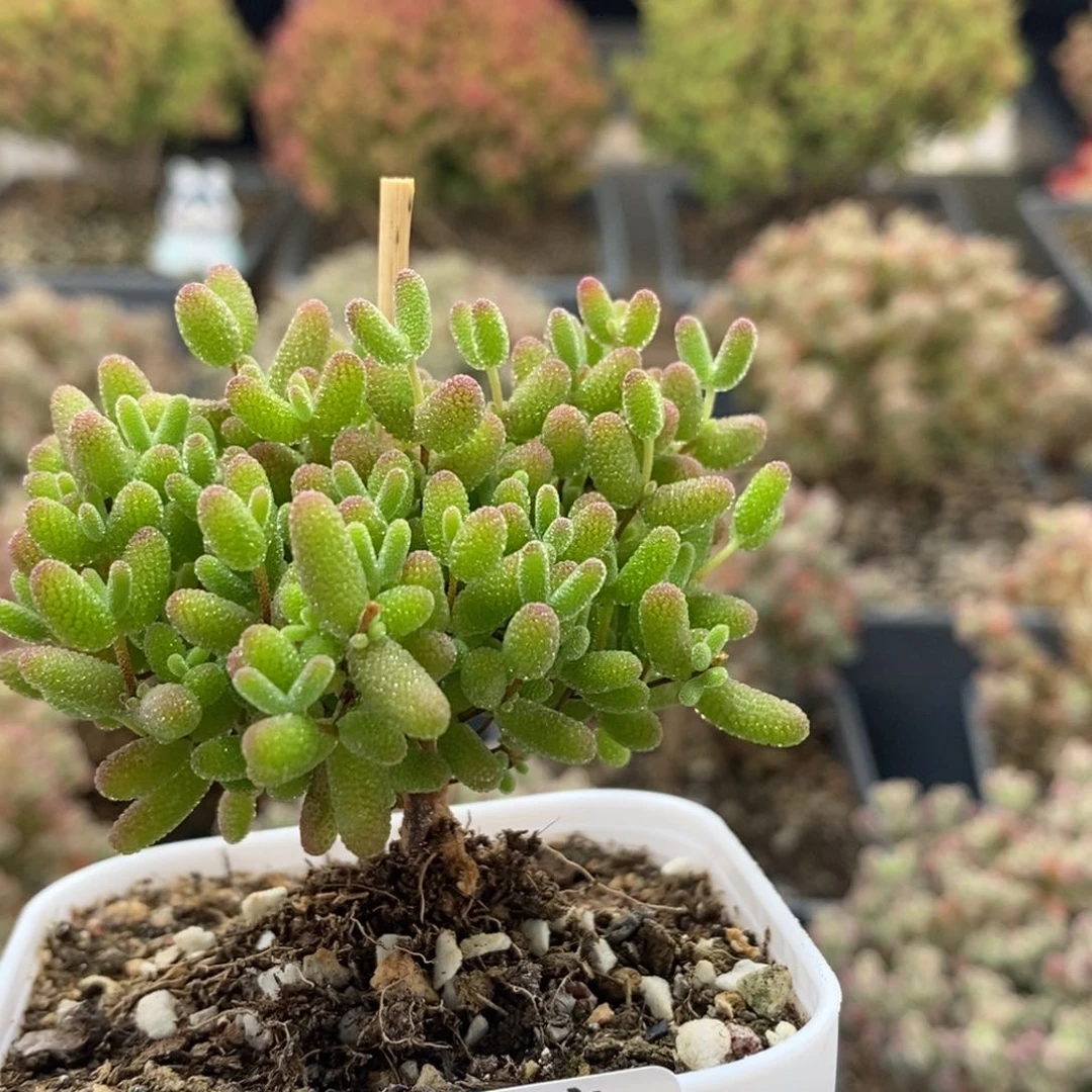 ?**瓜蜜橘糖球0394枝干番杏