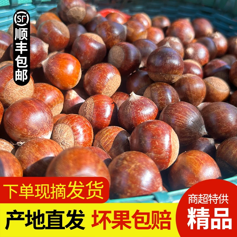 2025建瓯锥栗生新鲜板栗现摘高山油栗子农家野生毛栗带壳尖板栗椎