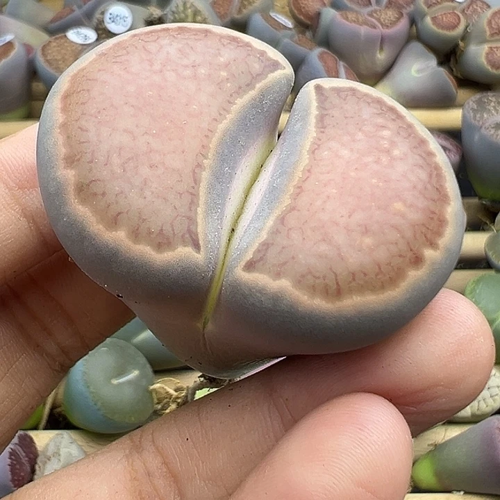 4336巨型菊下播福利