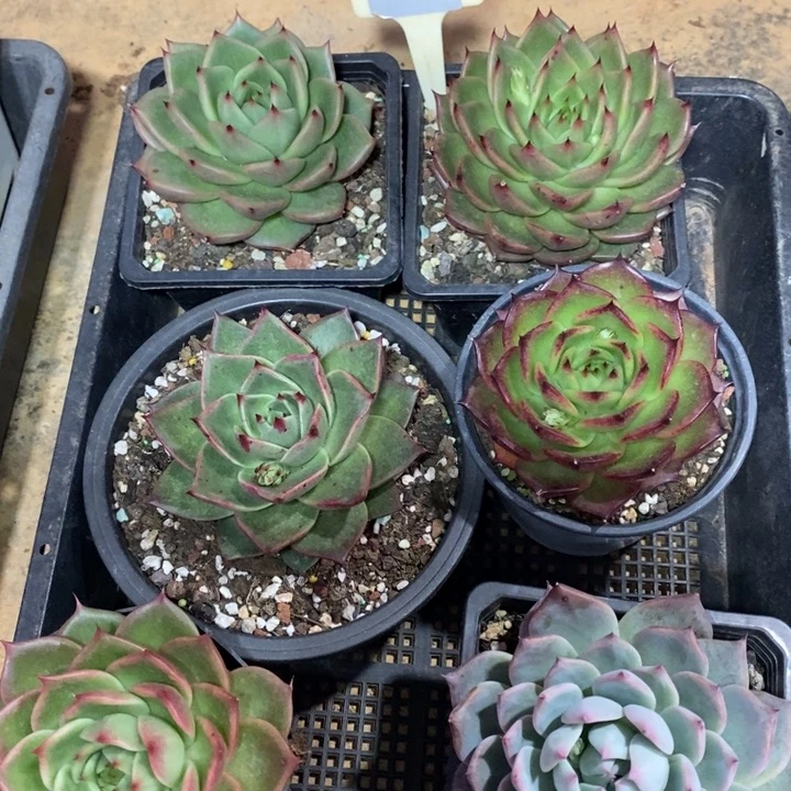 D048- 直播福利 六颗