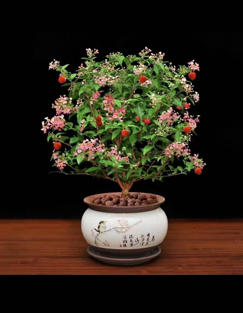 台湾李氏樱花精美盆栽一物一拍