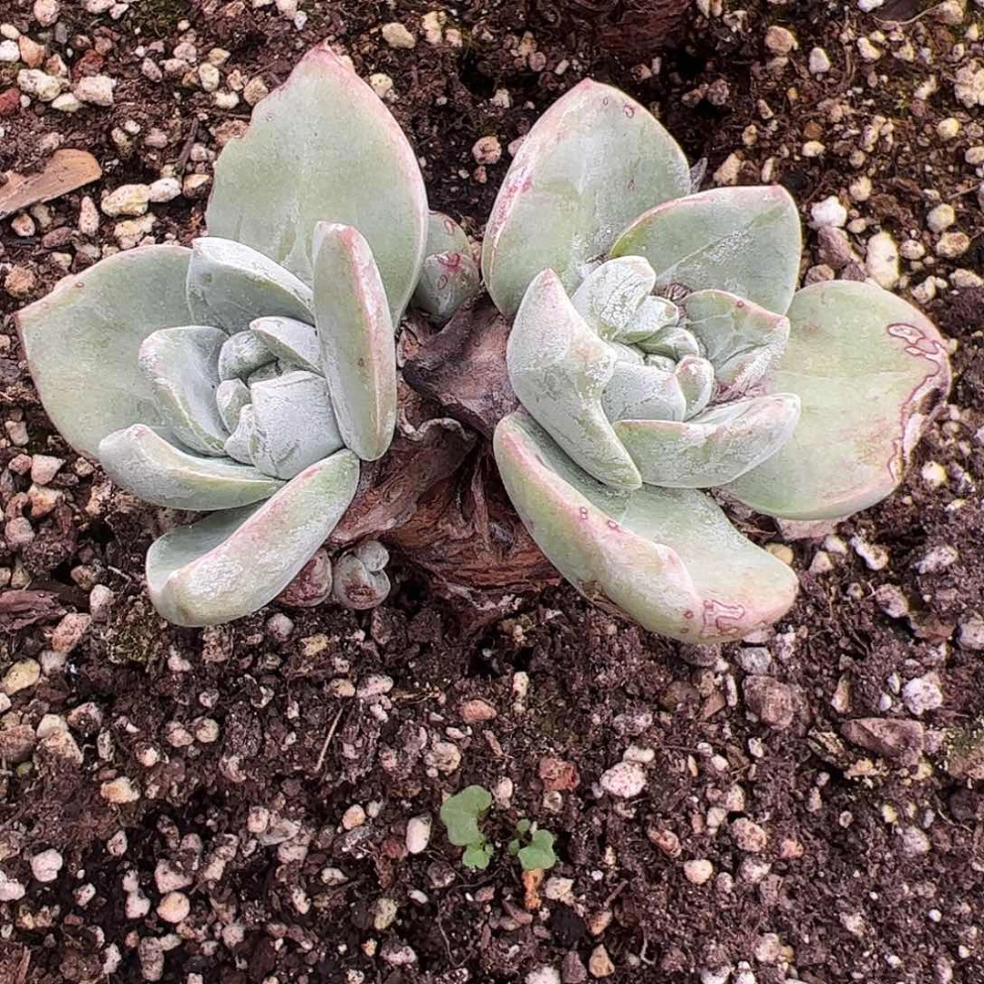 5298泡西弗洛拉苹果叶