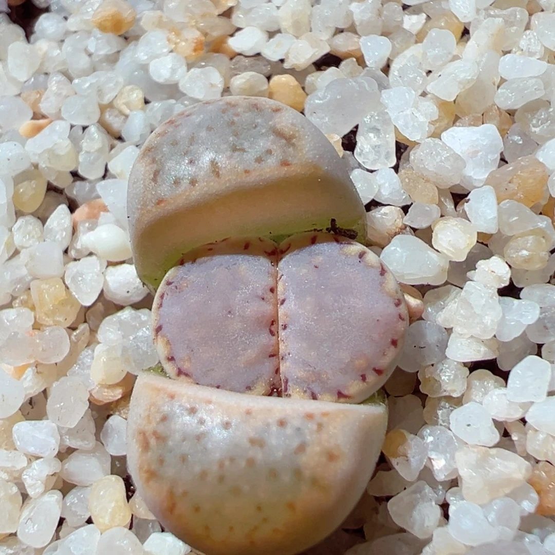 207-462多肉糖霜.6