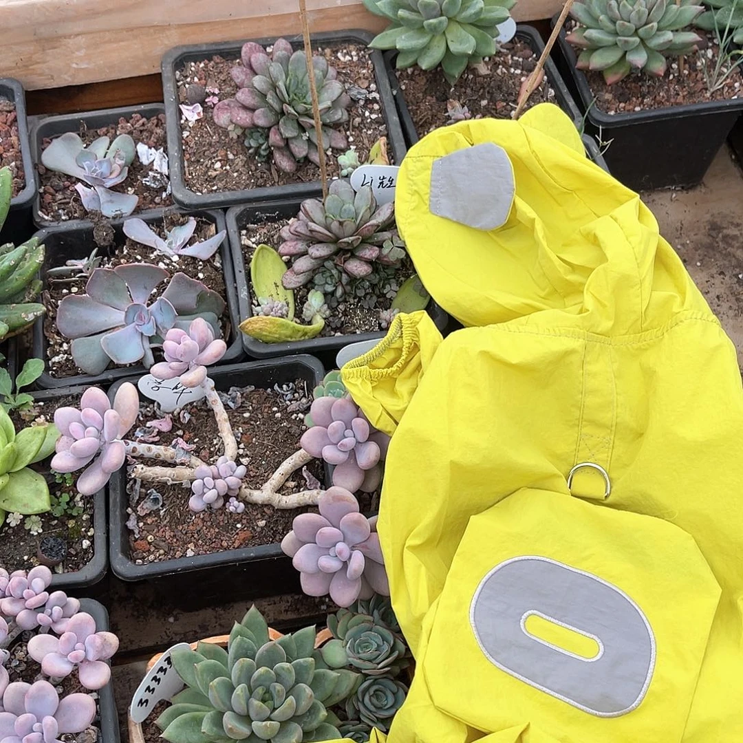 我***鱼十级福利不售后大群无砍