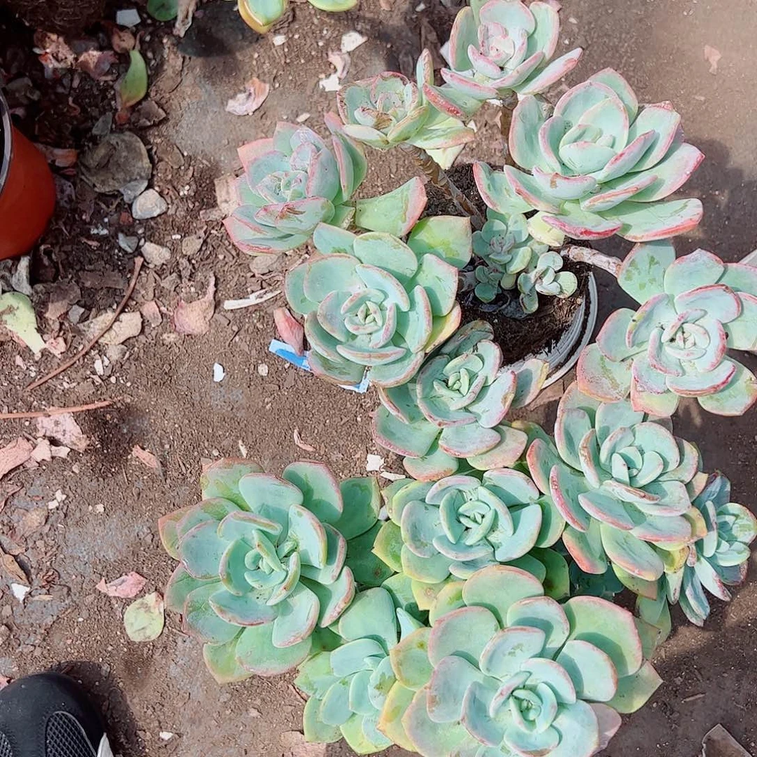 2盆白月光 五头起发 白盆