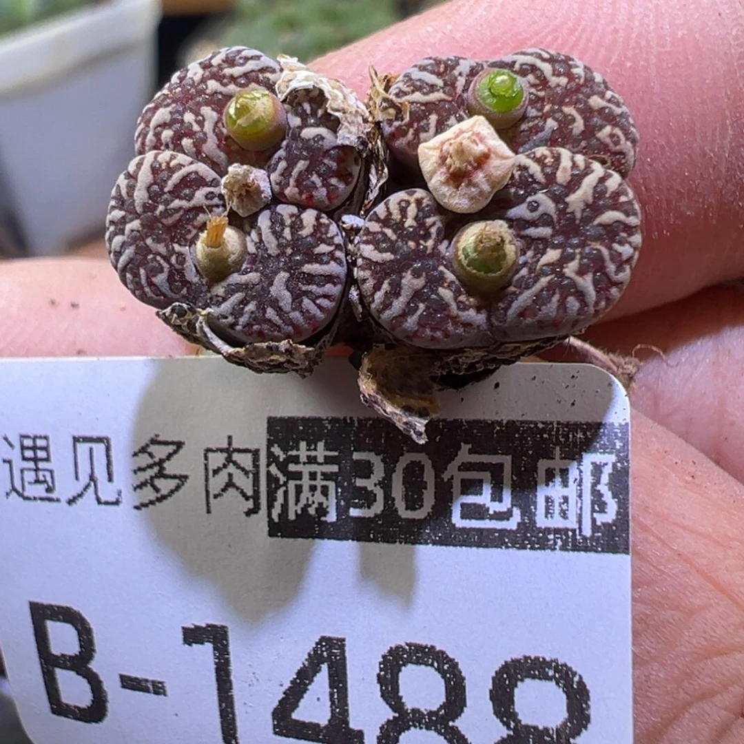 多肉植物111111111111