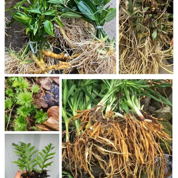 植物草草  云南各类新鲜当季鲜大山植物