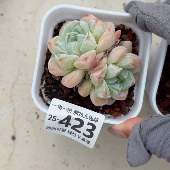 冰玉无盆土发货无盆土发货