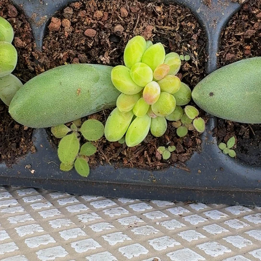 迷雾森林 叶插 一物一拍