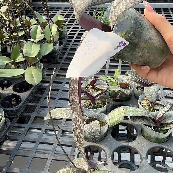 杉***）大部分开放少量花苞194