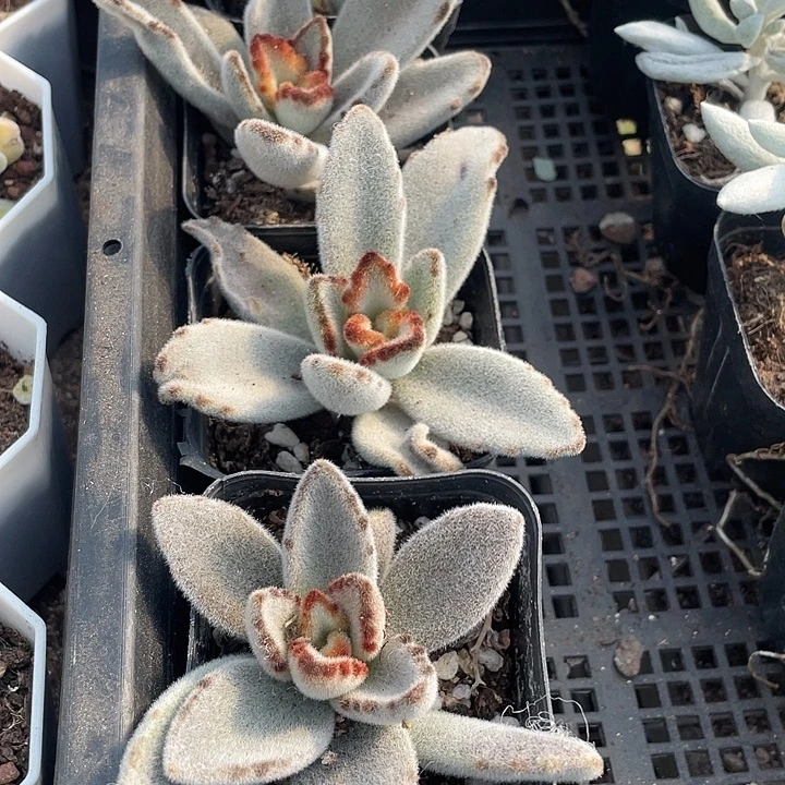 月兔2.8带盆土发货