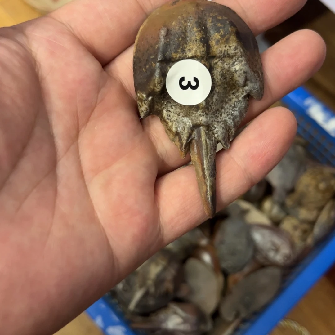 <****>备前茶杯茶宠茶盘