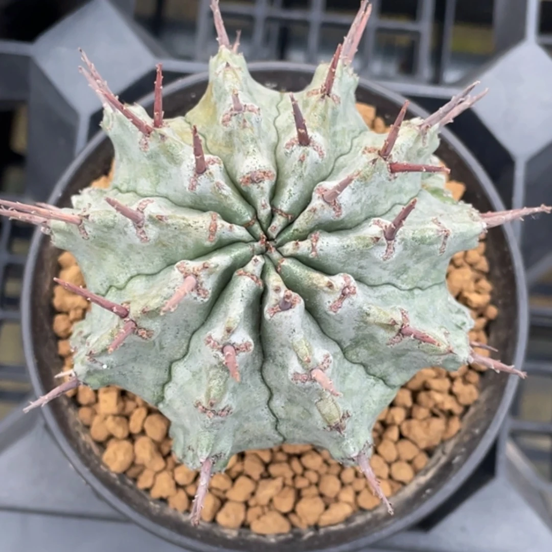 白衣魁伟玉       自根