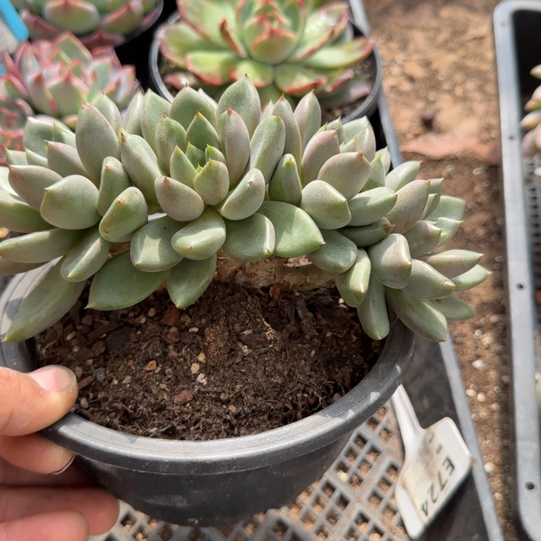 红象牙朵朵一物一拍包装收缩花旱