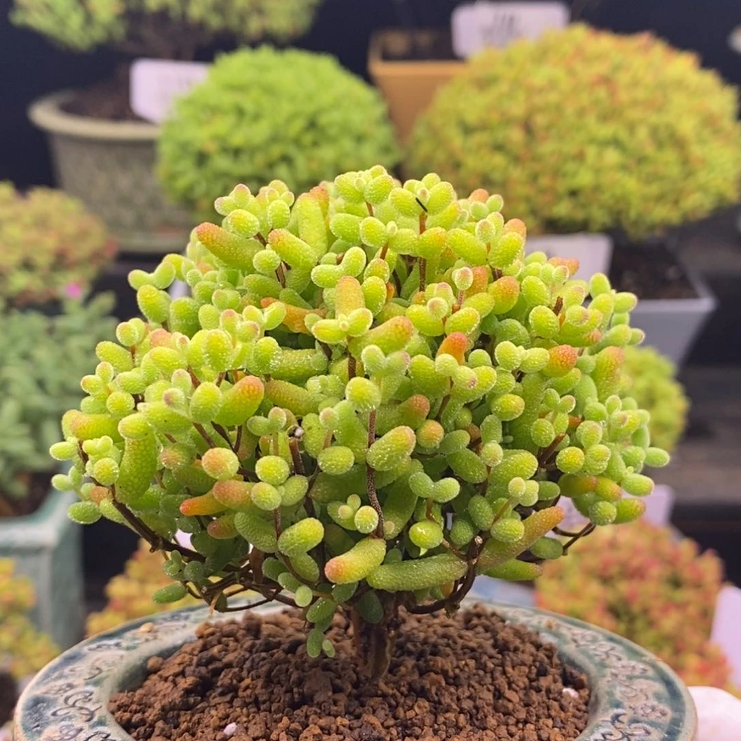 家***丷256金橘。