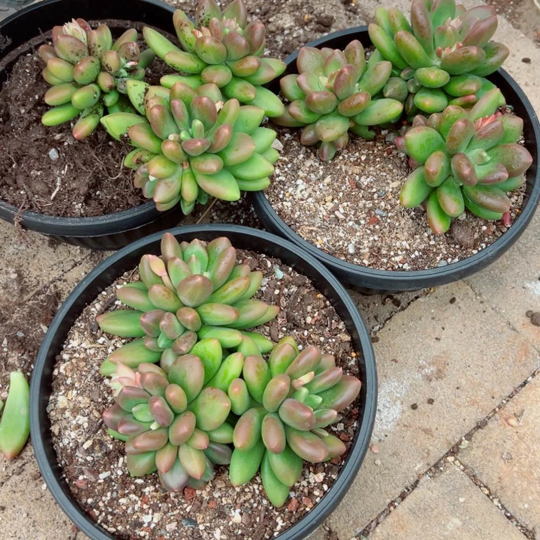 芒果奶多肉植物00000