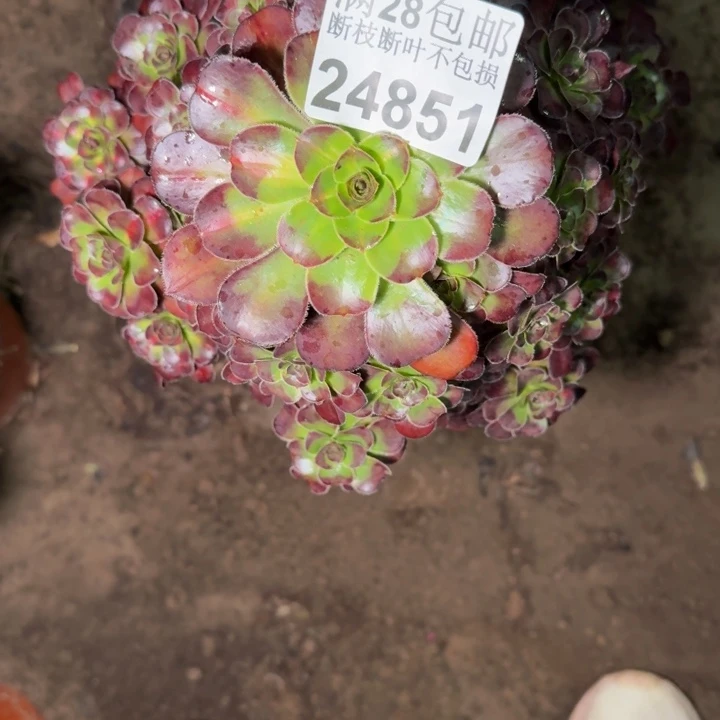 24851南晚霞多肉植物