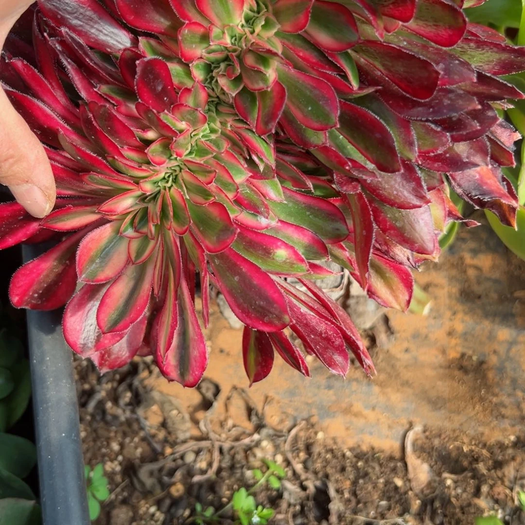 我7205 号多肉法师新年特价丽娜