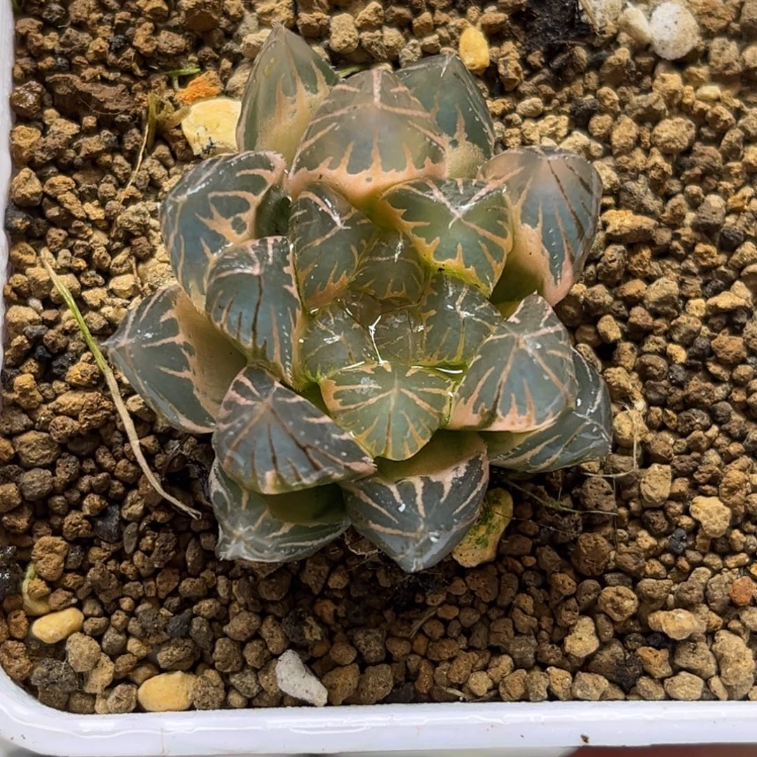 71糊斑龙爪玉露锦福利专场