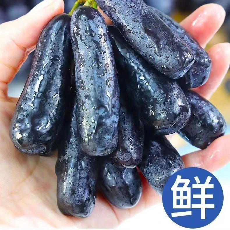 【新疆长指型无籽蓝宝石葡萄】黑葡萄当季水果新鲜香甜多汁葡萄同城送新疆维吾尔自治区