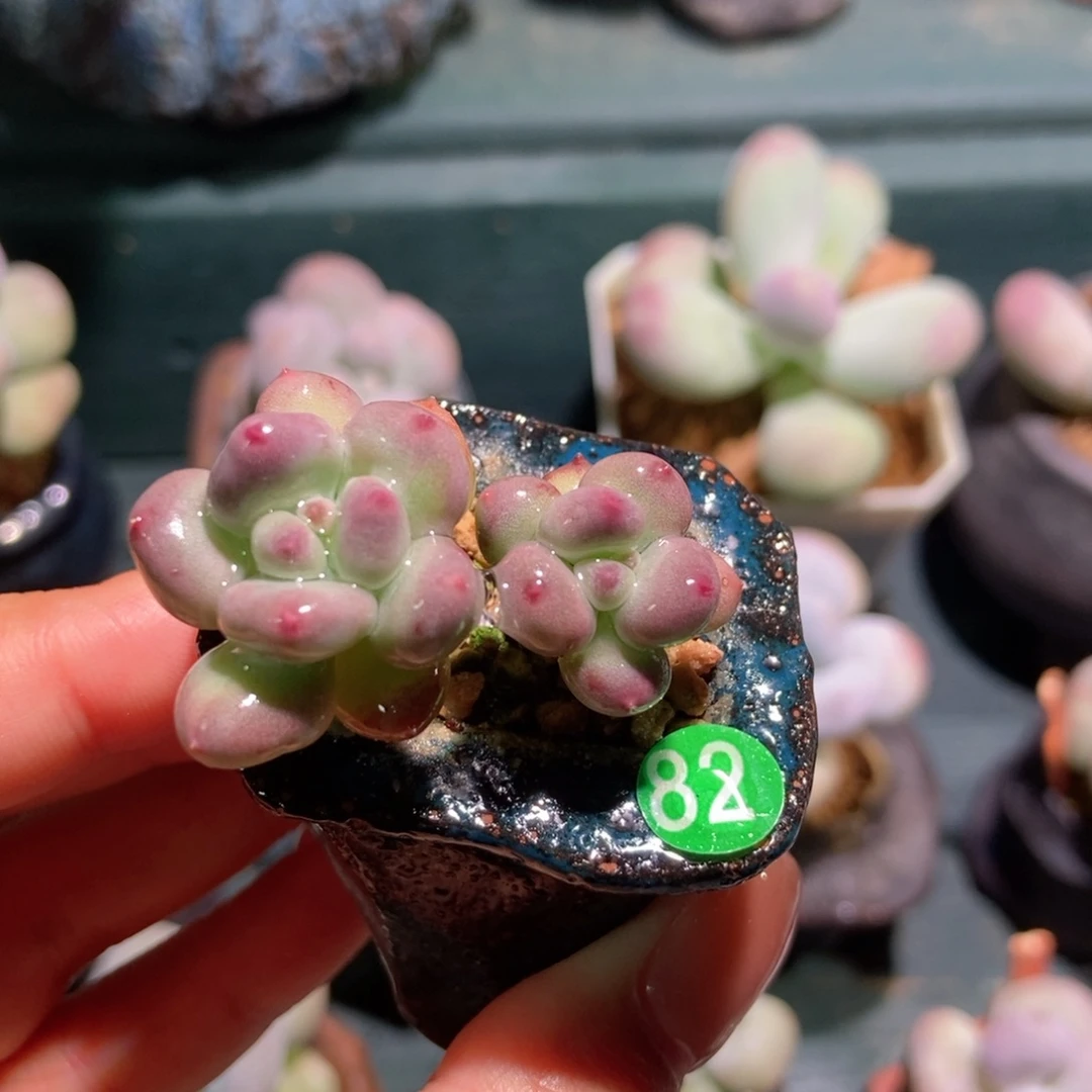 富婆苗子萤火虫奶酪专拍