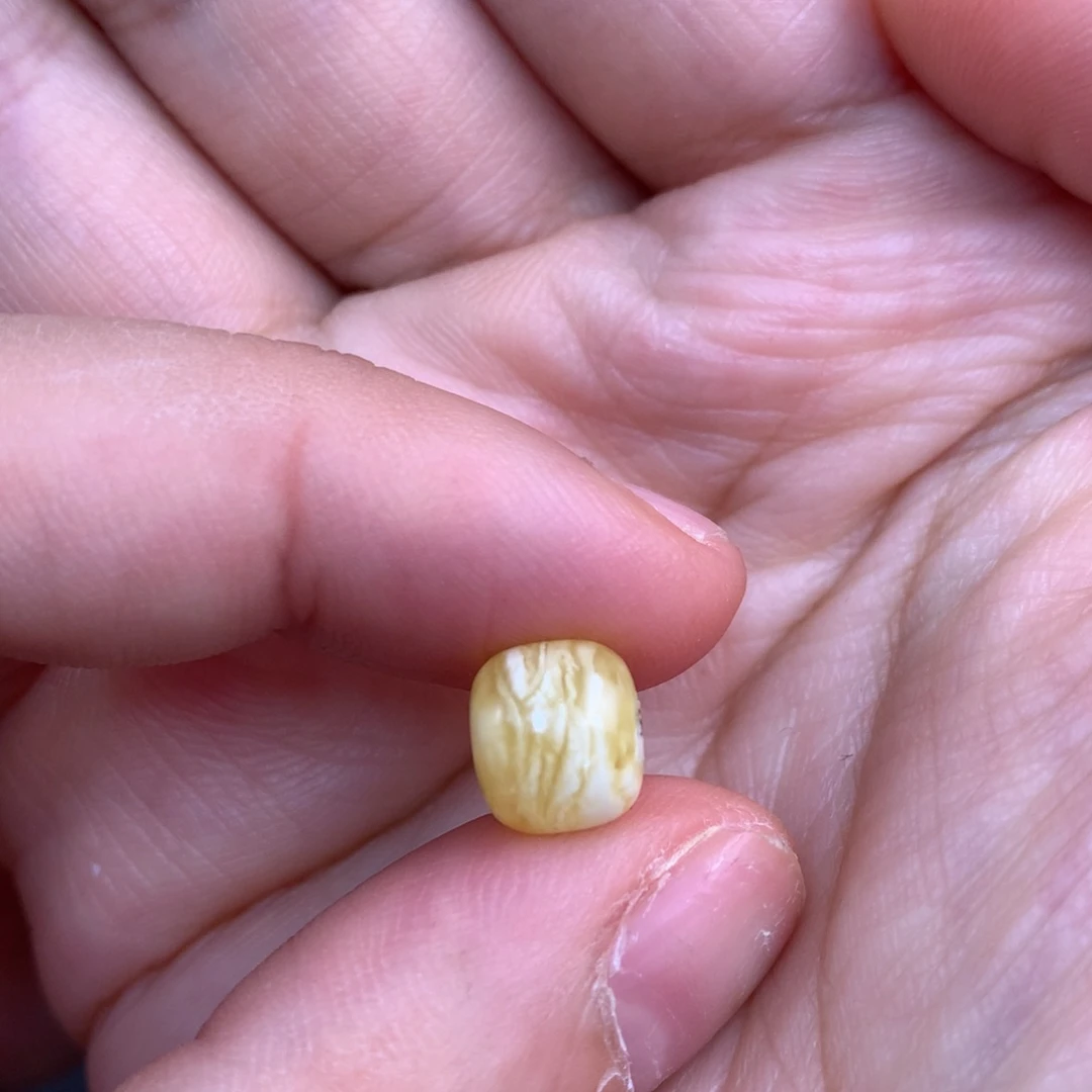 琥珀未镶嵌裸石蜜蜡8.7