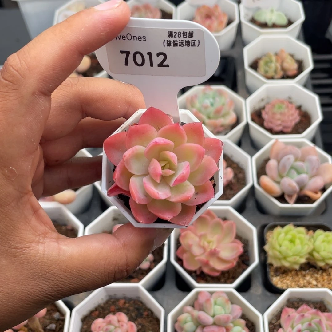 7012丝绸面纱3.5厘米