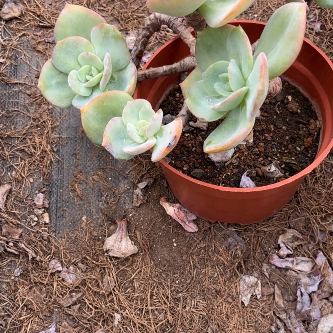 【闪购商品】无花朵心*?