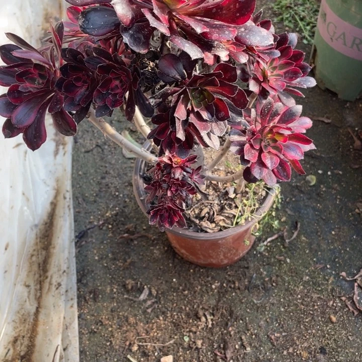 214号丽娜多肉植物